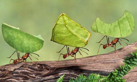 Por-qué-las-hormigas-caminan-en-fila3