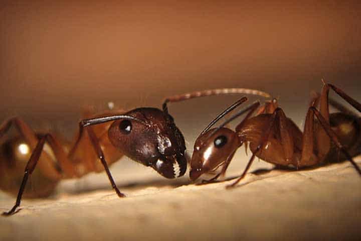 Por-qué-las-hormigas-caminan-en-fila5