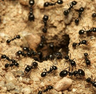 Por qué las hormigas no duermen