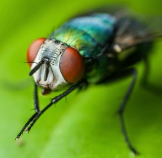 Por qué las moscas se frotan las patas