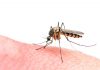 Por qué los mosquitos zumban en el oído: Descubre el misterio