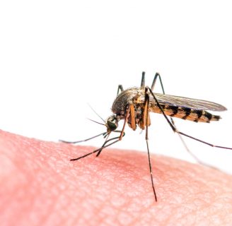 Por qué los mosquitos zumban en el oído: Descubre el misterio