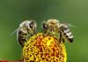 Por qué son importantes las abejas: Conoce el valor de las mismas
