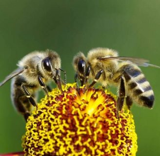 Por qué son importantes las abejas: Conoce el valor de las mismas