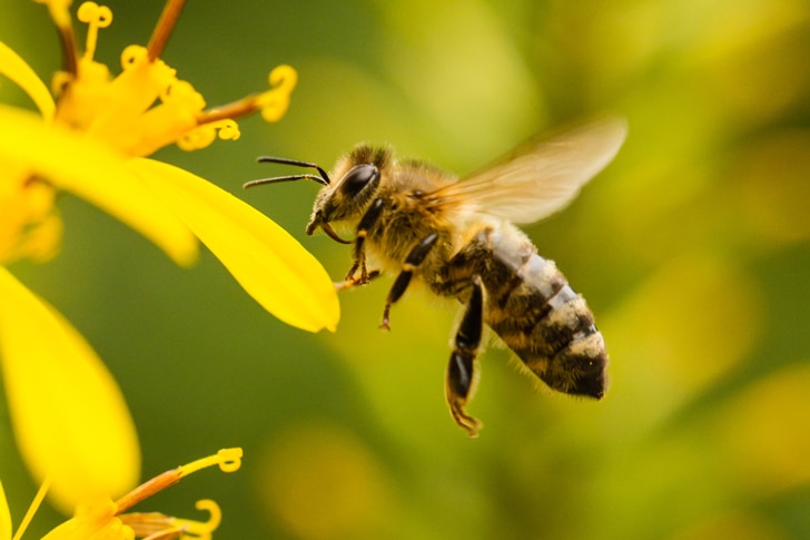 Por-qué-son-importantes-las-abejas2