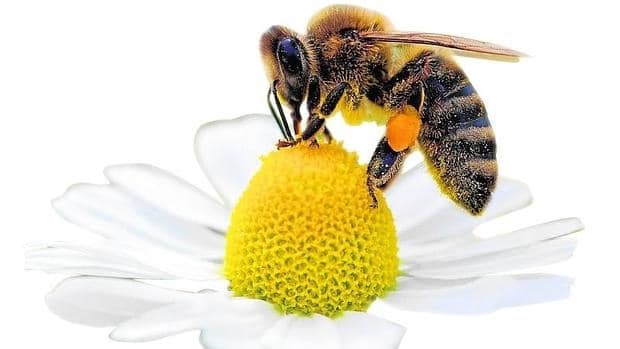 Por-qué-son-importantes-las-abejas5