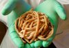 Lombrices o gusanos intestinales: Aprende a deshacerte de ellas