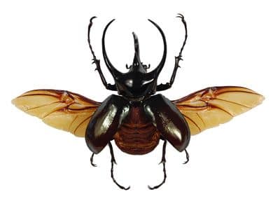 Escarabajos o Coleópteros