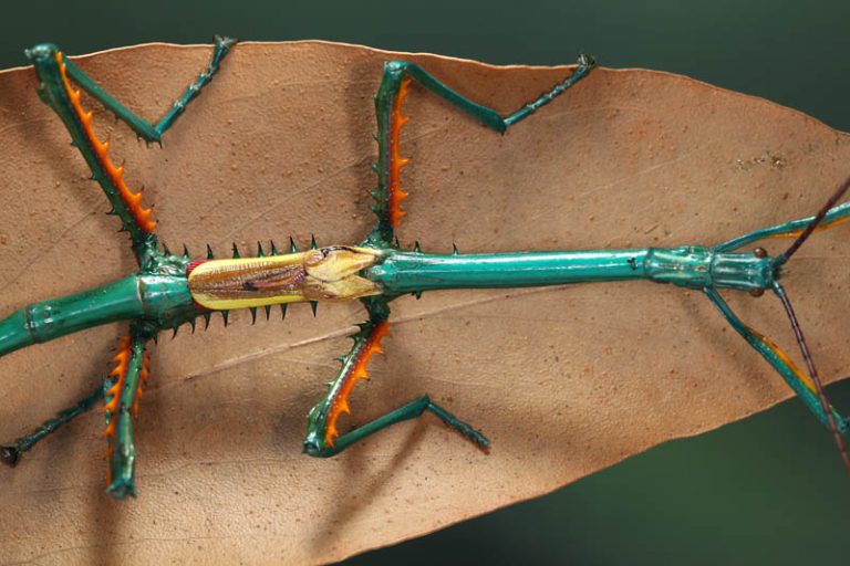 Insecto Palo Características Alimentación Reproducción Y Más