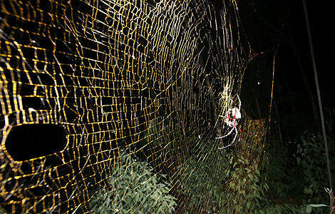Araña goliat o araña gigante