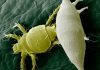 Arañas blancas: Significado , tipos, cómo eliminarlas y más.