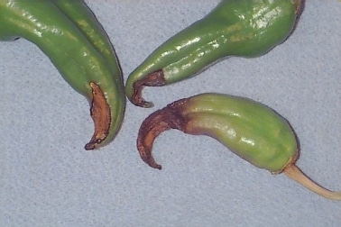 arañas blancas
