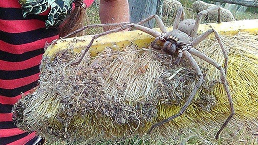 Araña goliat o araña gigante