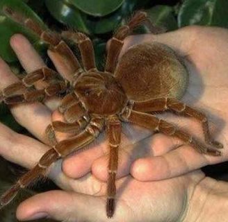 Araña Goliat o araña gigante: Conoce a este temible insecto.