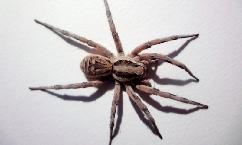 Araña goliat o araña gigante