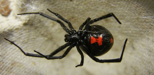 arañas pequeñas
