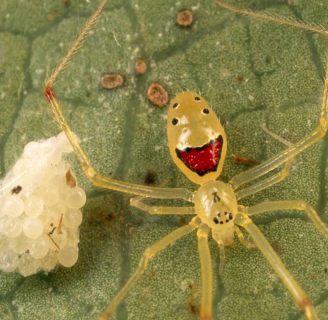 Arañas raras: Todo lo que debes saber sobre ellas