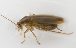  cucaracha alemana