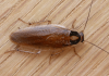 Cucaracha alemana o rubia: Características, ciclo de vida y más