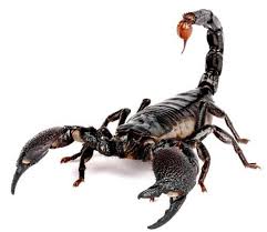 escorpión-o-alacrán-2