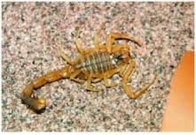 escorpión-o-alacrán-25
