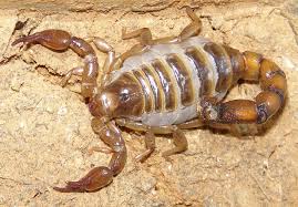 escorpión-o-alacrán-27