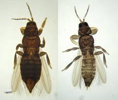 thysanoptera-1