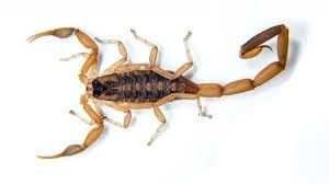 escorpión-o-alacrán-8