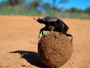 escarabajo-pelotero