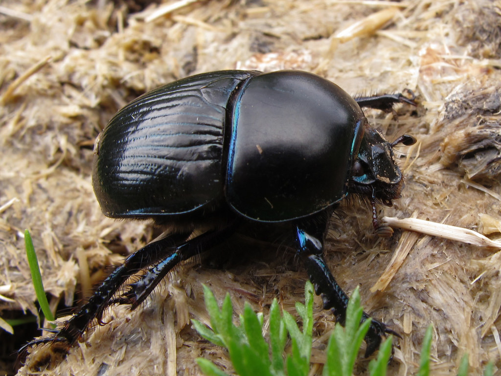 escarabajos-4