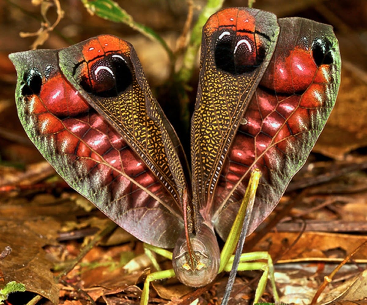 необычные насекомые мира фото с названиями