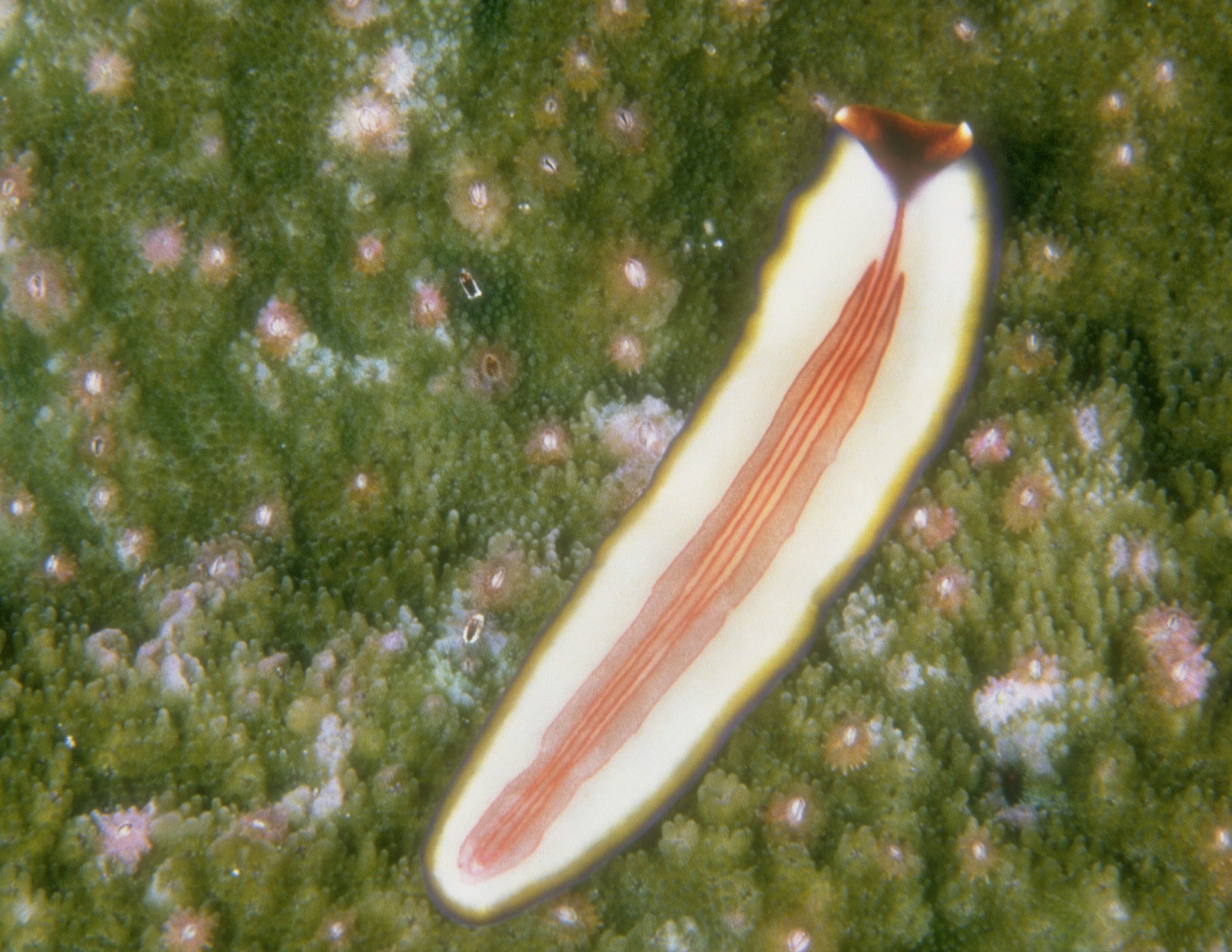 gomba platyhelminthes gusanos planos)