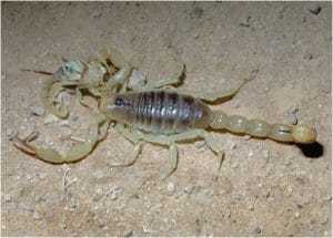 escorpión-o-alacrán-29