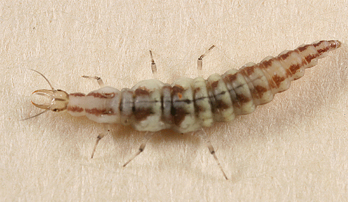 hemerobiidae larva