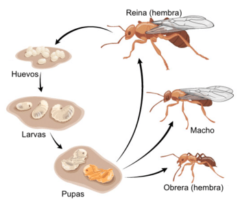 reproducción de la hormiga