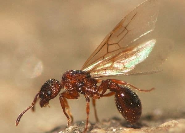 hormiga voladora