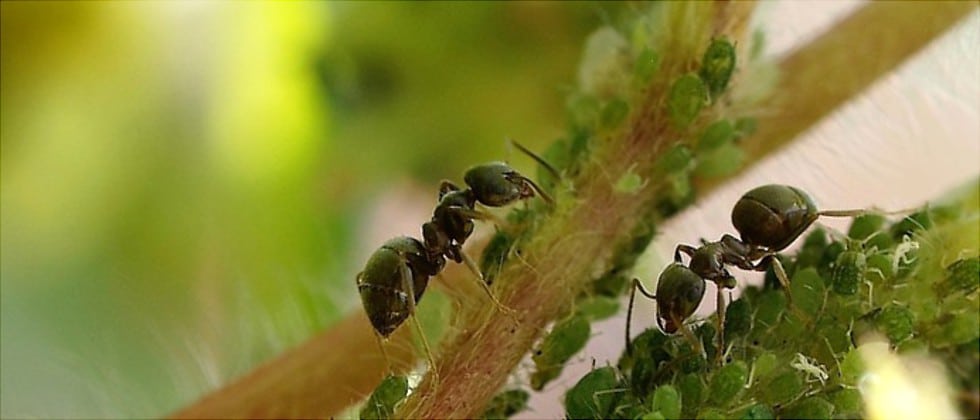 hormiga verde