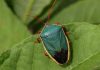 Hemiptera: Características y mucho más sobre esta especie