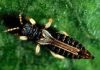 Thysanoptera: Conoce sus características y mucho más
