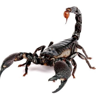 Alacrán o Escorpión: Características, alimentación, hábitat y más