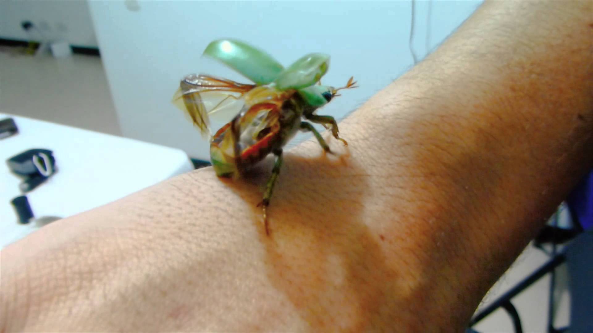 Escarabajos o Coleópteros