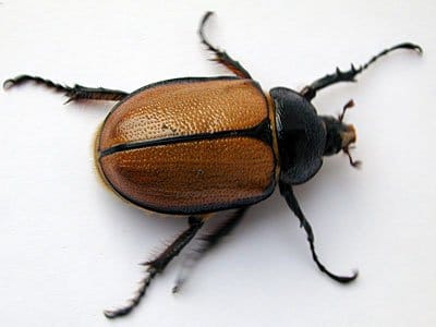 escarabjo