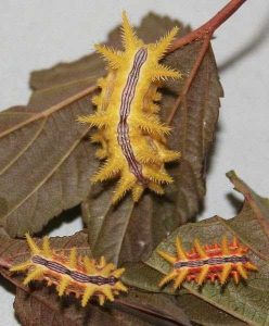 oruga-polilla-mariposa-6