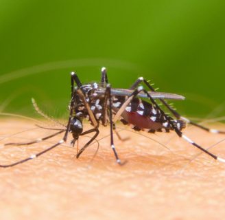 Por qué pican los mosquitos: Conoce la verdad.