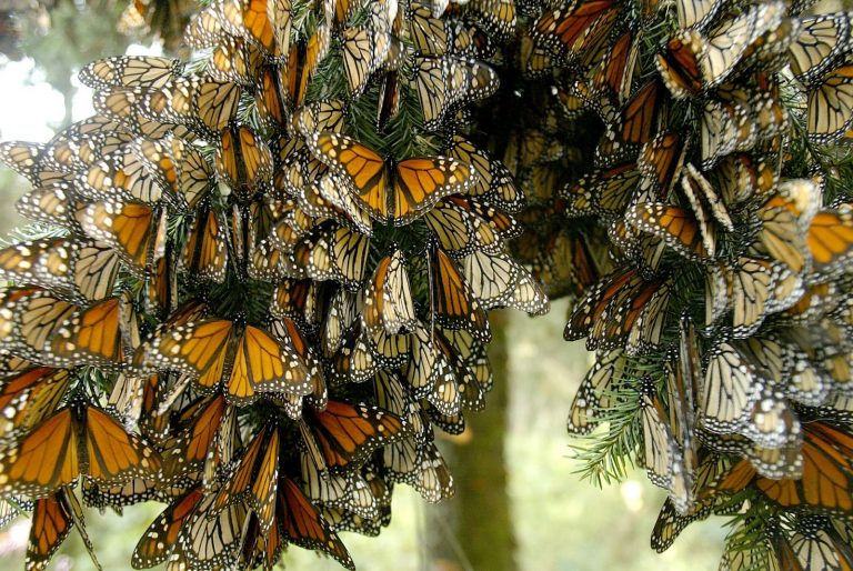 Santuario de la mariposa monarca: Todo lo que debes saber