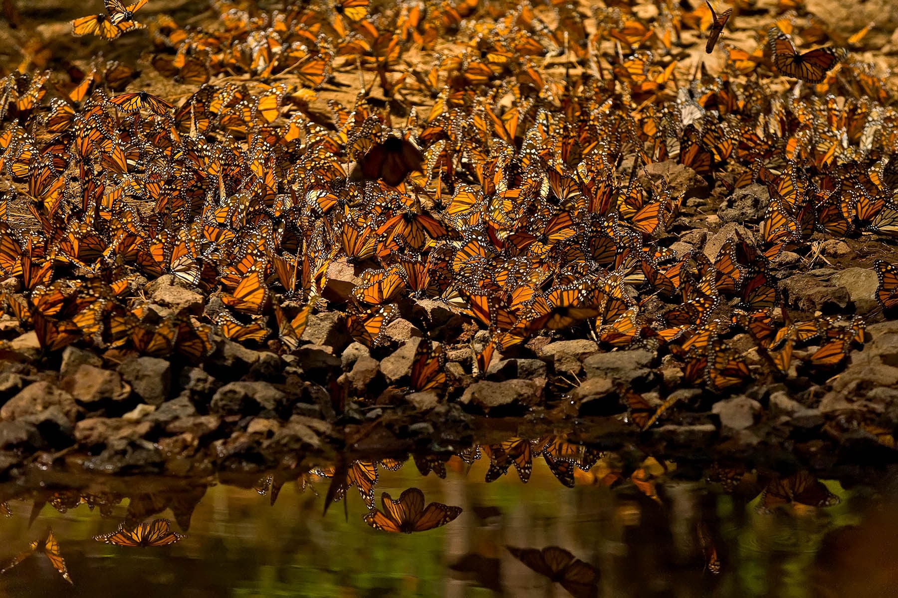 Santuario De La Mariposa Monarca Todo Lo Que Debes Saber