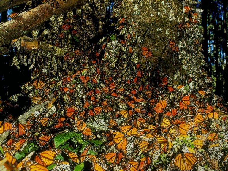 Santuario de la mariposa monarca: Todo lo que debes saber