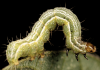 Spodoptera frugiperda o gusano cogollero: todo lo que debes saber.