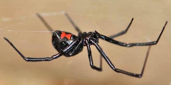 Arañas-venenosas27