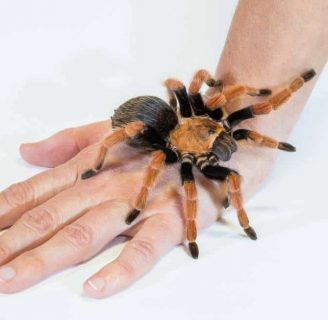 Arañas venenosas: Conoce las más peligrosas del mundo